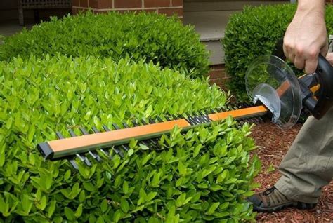 How To Trim A Hedge Top Hedge Trimming Tips Gardens Nursery