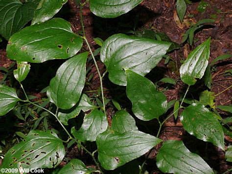 The greenbrier vine is dioecious, meaning it has both male and female plants. Bristly Greenbrier (Smilax hispida)
