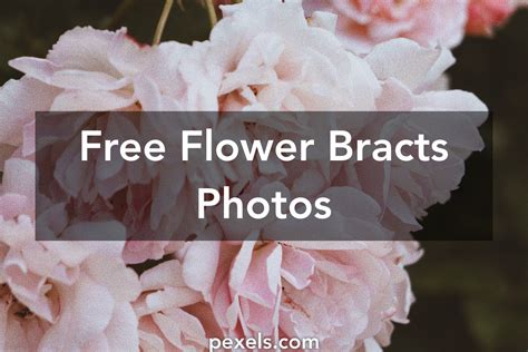 500 Engaging Flower Bracts Photos · Pexels · Free Stock Photos