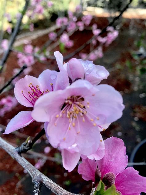 The Peach Blossoms On The Third Day Of Spring In 2019 Peach Blossoms