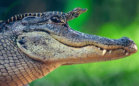 Baby Alligator Rides On Mothers Head To Keep Dry And Catch Some Sun