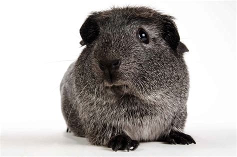 English Crested Guinea Pig Animal Facts Cavia Porcellus A Z Animals