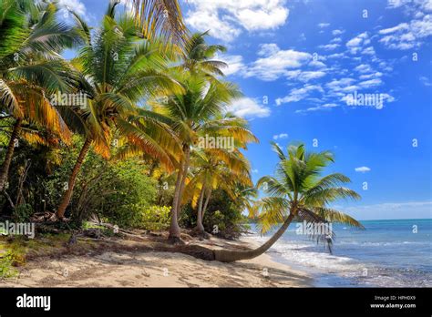 Tropical White Sandy Beach With Palm Trees Saona Island Dominican