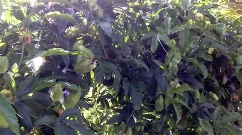 Passion Fruit On Vertical Trellis Grown In Containers Youtube