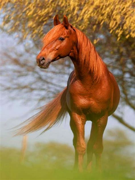 Pin By Kimberly Payne On خيول رائعه Wonderful Horses Horses Pretty