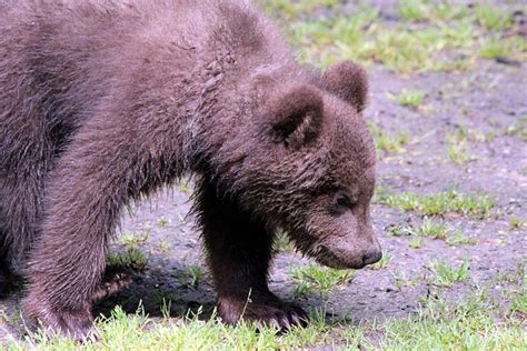 Brown Bear Ursus Arctos Kamchatka Free Photo On Pixabay Pixabay