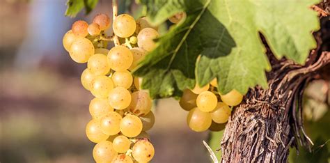 Grape Guide Riesling