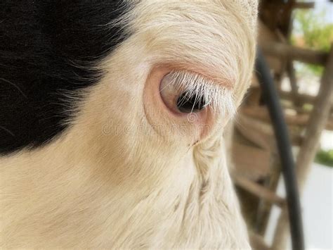 Close Up Cow Head Holstein Cow Stock Photo Image Of Cattle Looking