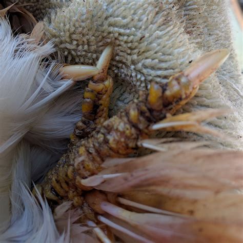 Scaly Leg Mite Infestation In Chickens