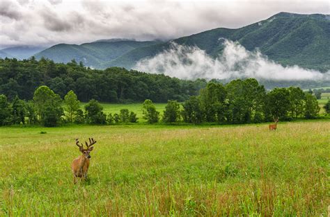 The 7 Best Pigeon Forge Attractions