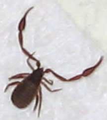 Check spelling or type a new query. Pseudoscorpion - What's That Bug?