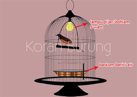 Check spelling or type a new query. Solusi Burung Murai Batu Yang Macet Mabung Agar Cepat Ambrol