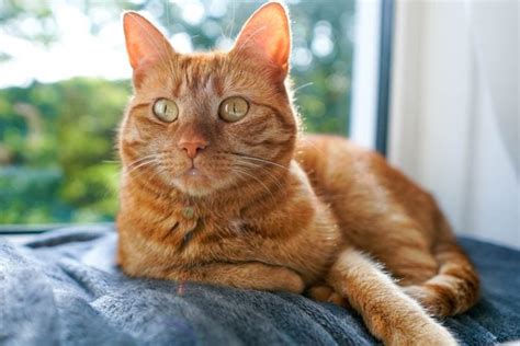 Female Orange Tabby Cat