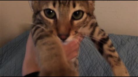 Meet Nyah My New Savannah Cat Youtube
