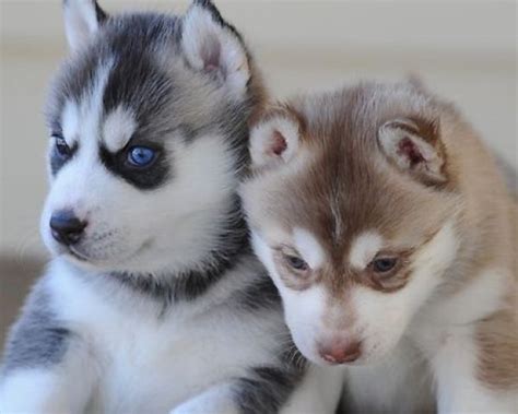 There is usually a huge demand for her puppies. ~Outstanding Siberian husky puppies for adoption~ (901) 249-9231