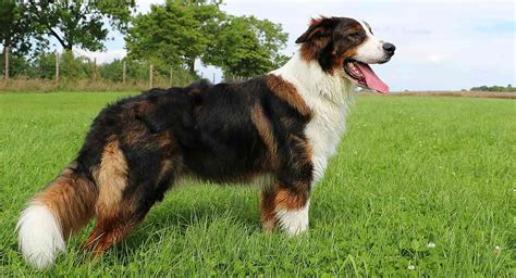 St Bernard Mix Breeds Different Hybrids Of This Big Beautiful Dog