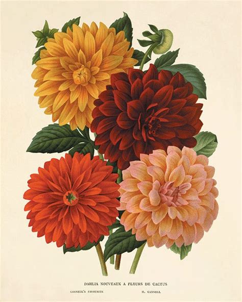 Dahlia Vintage Flower Art Print Garden Wall Art Botanical Etsy