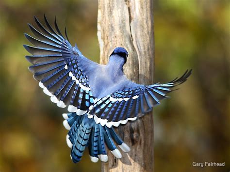 Wings Of Blue Bluejay By Gary Fairhead Redbubble