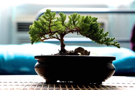 Bonsai For Beginners What Type Of Bonsai Tree Is Best For You Bonsai