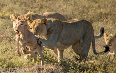 Lion Cub Is Shown How To Hunt By Lioness After It Wounds The Prey