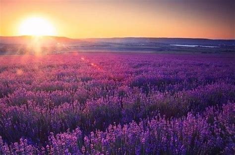 Lavender Field Purple Sunset Color Photography Photography
