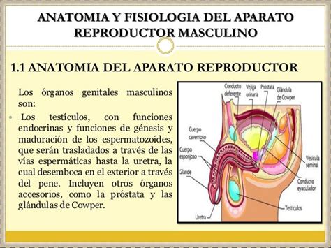 Anatomía Y Fisiología Del Aparato Reproductor Masculino