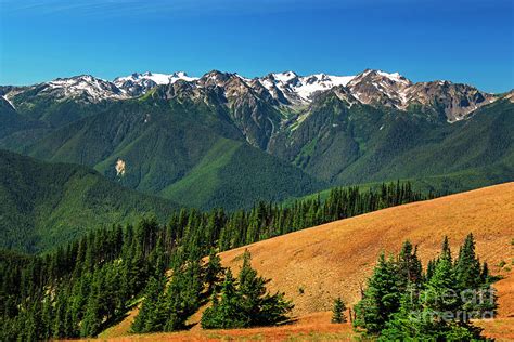 Hurricane Ridge Olympic National Park Washington Photograph By Yefim