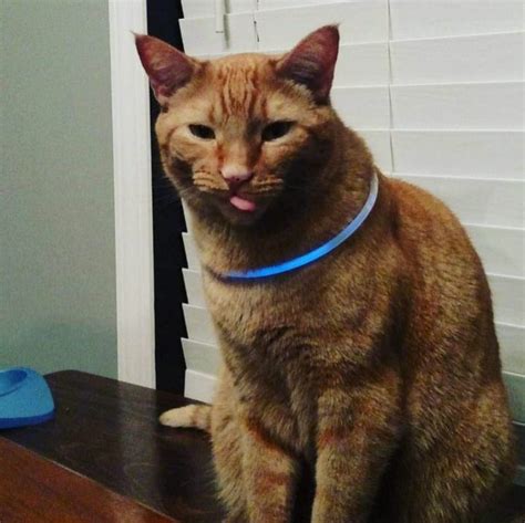 In cats, these types of tumors are malignant in 90% of cases. I don't know if you can tell, but he has a bit of heft on ...