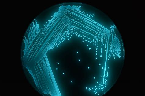 Glow Worm Tours Blue Mountains Bioluminescent Bacteria Grow Kit