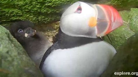 Scientists Solve Maine Puffin Mystery