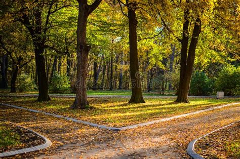 Autumn Forest With Two Paths Stock Image Image Of October Landscape