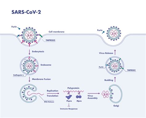 Sars Cov 2 Protease Assay Services Reaction Biology