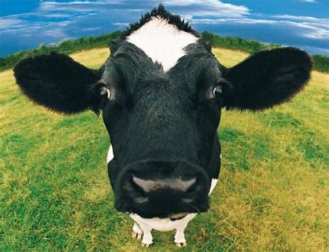 Bu konuda, özellikle onlardan süt almak için yaratılmış en iyi inek ırkları hakkında mümkün olduğunca fazla bilgi bulmak en iyisidir. Rüyada Büyük Siyah İnek Görmek - ruyandagor.com