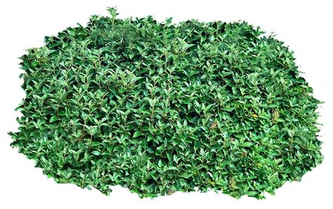 Vines Clipart Boxwood Vines Boxwood Transparent Free For Download On