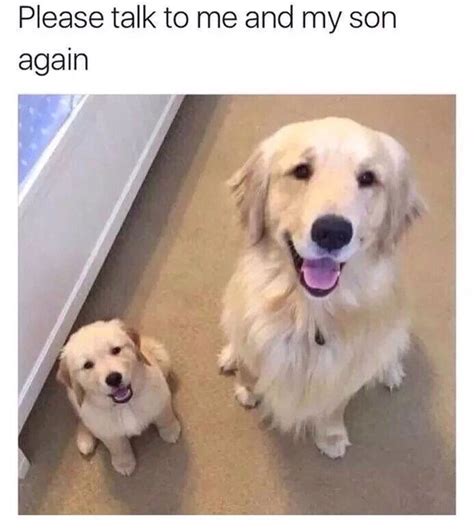 50 Cute And Funny Dog Memes Thatll Get Your Tail Wagging In 2020 Cute