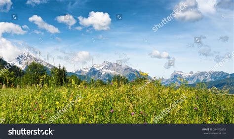 Low Angle Close Wild Grassy Meadow Stock Photo 294575552 Shutterstock