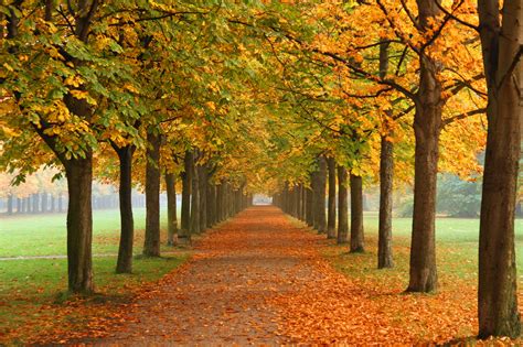 Fileautumn In Dresden Wikimedia Commons