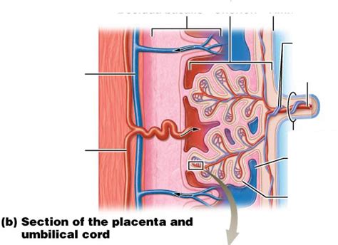 Section Of The Placenta And Umbilical Cord Diagram Quizlet