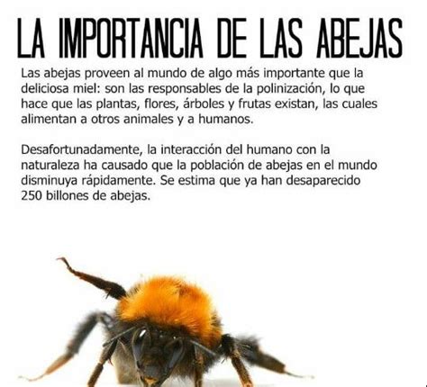 conoces la importancia de las abejas en el medio ambiente en el hot sex picture