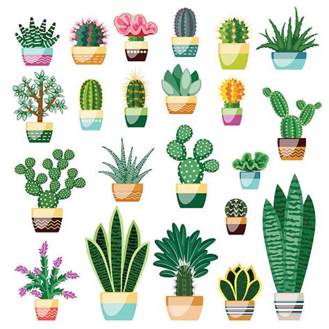 Cactus Pot Illustrations Royalty Free Vector Graphics And Clip Art Istock