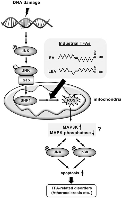 A Proposed Model For Tfa Mediated Pro Apoptotic Signaling In Response
