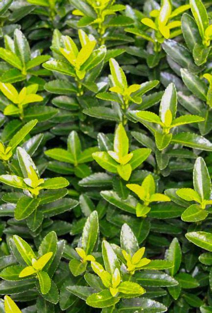 Euonymus Japonicus Jean Hughes Hedge Hedging Plants Direct