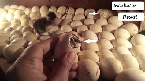 Homemade Incubator Result Chicks Hatching Result 2022 Youtube