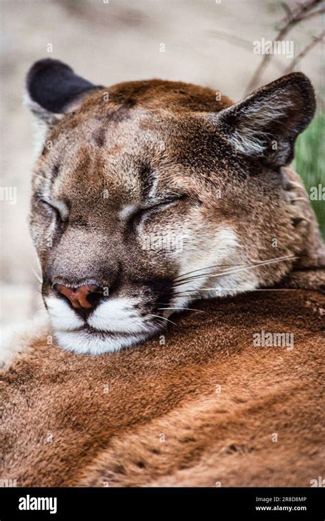 Image Of A Sleeping Cougar Vancouver Island Bc Canada Stock Photo