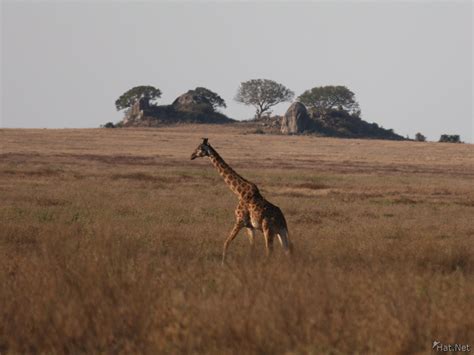 Giraffe Mating Giraffes Of Serengeti Story Of Africa