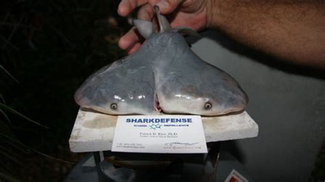Scientists Are Finding More Two Headed Sharks Mental Floss