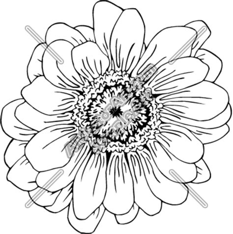 Feel free to explore, study and enjoy paintings with paintingvalley.com. Zinnia Flower Drawing at GetDrawings | Free download