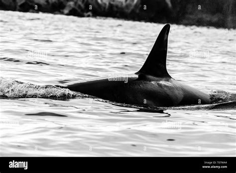 Endangered Orcas Hi Res Stock Photography And Images Alamy