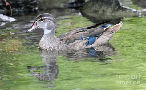 Juvenile Male Wood Duck Photograph By Ken Keener