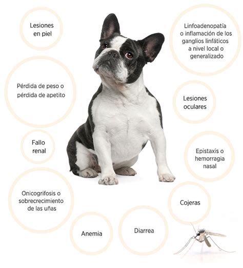 La Leishmaniosis por qué afecta a nuestros perros y qué hacer para prevenirla Clínica